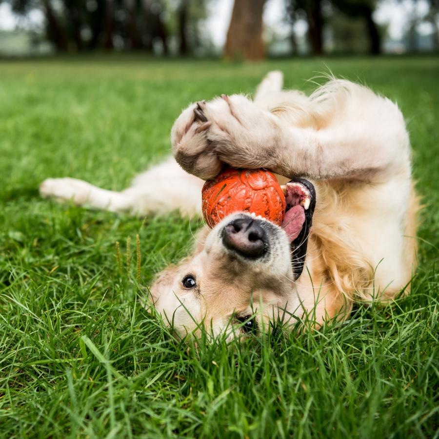 a dog lying in the grass with a ball in its mouth